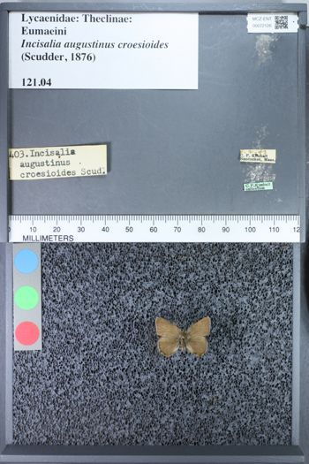 Media type: image;   Entomology 72126